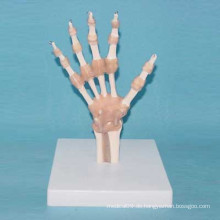 Menschliches Handgelenk Medizinisches Anatomisches Modell mit Ligament (R020915)